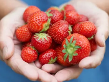 Nature Reveals Strawberry U-Pick